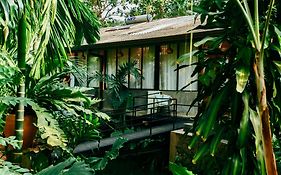 Boho Jungle Studios